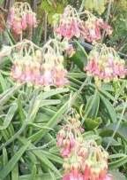 Image result for Cotyledon barbeyi