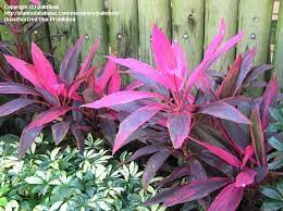 Cordyline Terminalis Ti Plant Tree Hawaiian Ti Good Luck Plant Tree Plants Shade Garden Plants Ti Plant