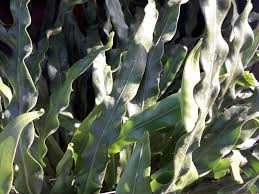 Image result for Lepisorus schraderi