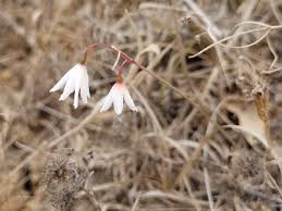 Image result for Cyrtanthus rhodesianus