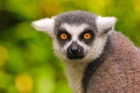 Portrait Of A Lemur Lemur Animals Beautiful Animal Habitats