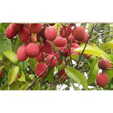 Well trained fruit trees live longer and have a more productive life. Hawaii Live Plants 3 Gallon Potted Lychee Fruit Tree Walmart Com Walmart Com