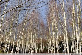 Damit wird ein übermäßiges ‚bluten' der schnittwunden vermieden. Himalayabirke Betula Utilis Pflege Von A Z