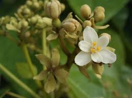 Image result for Hernandiaceae