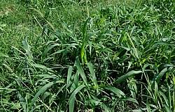 Image result for Setaria atrata
