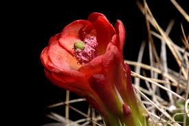 Check spelling or type a new query. California Archive Echinocereus Online