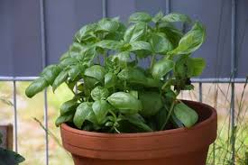 Forget the purchase of frozen or dried basil and opt for picking according to your needs while. Do Herbs Need Deep Pots Gardening Channel
