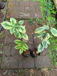 Image result for Ecbolium hastatum