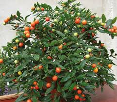 Fiorisce a giugno con piccoli fiori, bianchi e numerosi, che daranno origine a copiosi frutti. Solanum Da Bacca Come Coltivarlo Passione In Verde