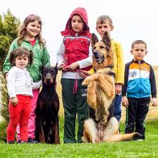 von legal kopek egitim uretim ve pansiyon hizmetleri home facebook