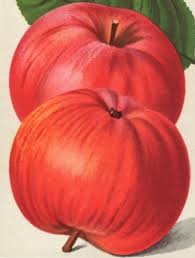 Pom.mon.hefte 1857 auswahl apfelsorten ökonomische anpflanzungen.jpg. Baumgartner Baumschulen Homepage