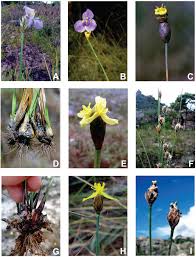 Image result for Xyridaceae