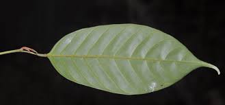 Image result for Coula edulis