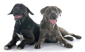 Please research the breed and look through the site before bringing a cane corso puppy into your life. Cane Corso Price How Much Do They Cost My Dog S Name