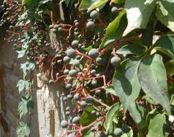 Image result for Parthenocissus quinquefolia