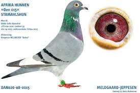 Meldgaard Jeppesen M C Auctions Samdpr.com is tracked by us since march, 2016. meldgaard jeppesen m c auctions