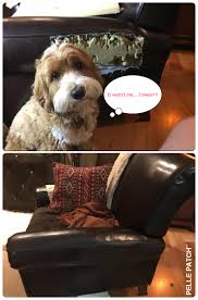 We did not find results for: Did Your Dog Chew Your Couch Leather Couch Repair Leather Repair Dog Couch