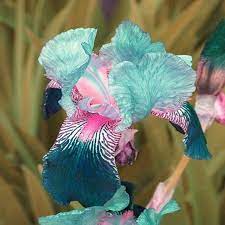 Free shipping to 185 countries. Egrow 50pcs Bag Iris Orchid Seeds Orchid Bonsai Plants Flowers Seeds Flower Orchid Seeds For Home