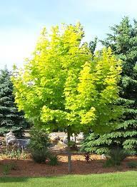 Princeton Gold Maple Tree Minnesota Trees For Sale Mn Tree Farms Maple Tree Landscape Shade Trees Maple Tree