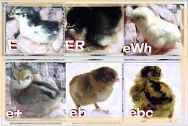 Chick Down Phenotypes And Genotypes The Classroom The Coop