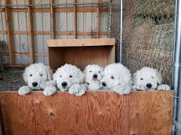 Image result for Komondor