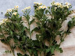 Image result for Phyllanthus nyikae