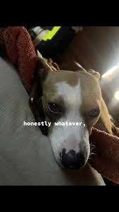 i love this trend 😭 #doggo #wecandowhatever #mygirl