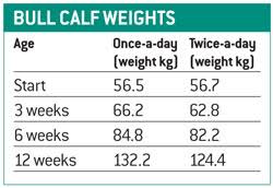 once a day milk feeding could speed up weaning farmers weekly