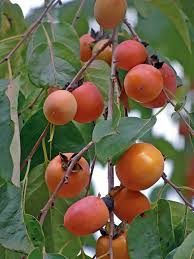 Image result for Diospyros virgata