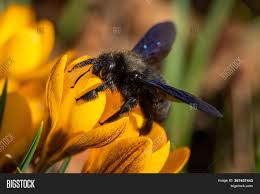 They also have a bare and shiny abdomen instead of a fuzzy one. Big Male Carpenter Bee Image Photo Free Trial Bigstock