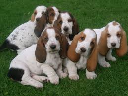 Check spelling or type a new query. Basset Hound Puppies For Sale Richmond Va 153916