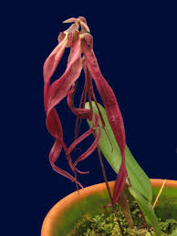 Image result for Bulbophyllum humblotii