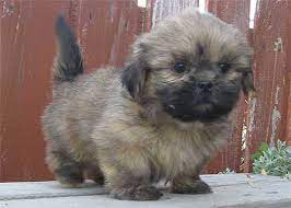 One of the most adorable maltese shih tzu puppies, cheyenne, is 7 weeks old. Akkkkkkk Adorable Brown Shih Tzu Puppy This Is Exactly What Munchee Looked Like When We Got Him They Ca Shih Tzu Puppy Brown Shih Tzu Puppy Brown Shih Tzu