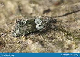 Image result for Cryphia algae