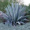 Be the first to review blue elf aloe vera cancel reply. 1