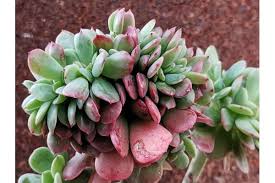Echeveria pulvinata frosty crestata coltivazione. Piante Succulente Vendita Online Azienda Agricola Giromagi