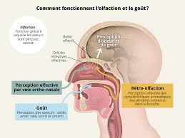 (taraxacum) saveur amère dans la bouche avant de manger. L Odorat Le Gout Et Le Toucher By Eduardo Urbano Perez On Genially