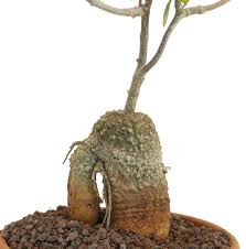 Image result for Fockea angustifolia