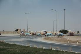 Professional camel racing in qatar started in 1972. Al Shahaniya City Wikiwand