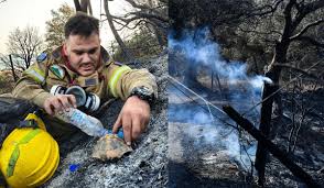 Εν συνεχεία οι ιταλοί με ένα τάγμα εγκαταστάθηκαν στη φτέρη. Hiaipuzxoqbgtm