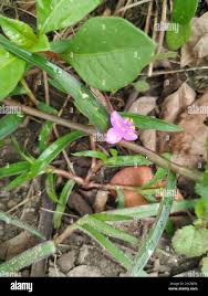 Image result for Cyanotis axillaris