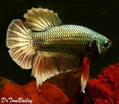 Plakat betta for sale click here for information and advice about keeping and caring for bettas, including proper food, compatible tank mates, lifespan, and maximum size. Plakat Betta For Sale Aquariumfish Net