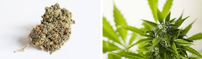 Pick a space that's easy to disinfect and keep dry to avoid introducing bacteria that would hurt the plant. How To Grow Cannabis Salisbury Greenhouse