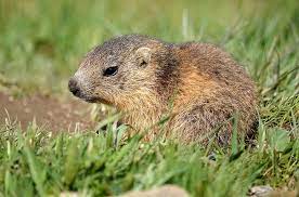 Check spelling or type a new query. Murmeltier Baby Marmotton Nagetiere Behaart Klein Suss Petit Bezaubernd Jung Pelz Pikist