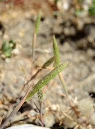 Image result for Trisetopsis