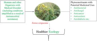 Image result for Senna singueana