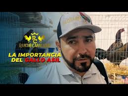 EXPO !! Jose Adan Pacheco Rancho El Amarillo Big Farm Mexico