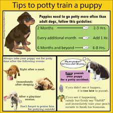 The 10 best dog socialization classes near me (with free. Teaching Your Dog Is Focused On Building Your Relationship With Your Canine As Well As Setting Up Bo Puppy Training Puppy Training Guide Dog Training Obedience