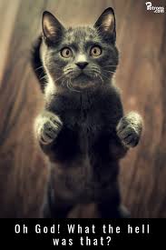 I Am Scared Very Scared Actually Cat Scary Meme Fun Humour Pet Birds Cats Animals