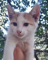 BADEM KALICI YUVASINI ARIYOR‼️ Yer ; Ankara